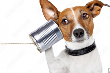 [English Tips] hear 생활영어 표현