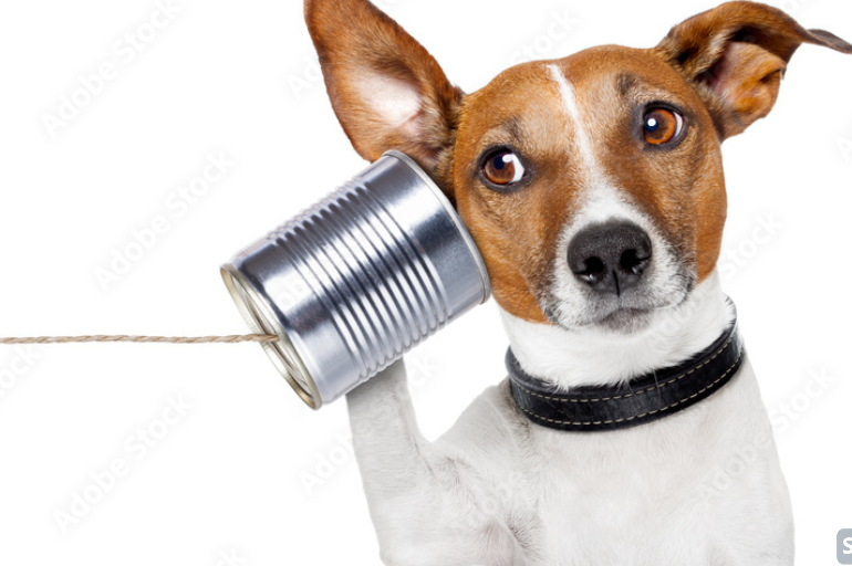 [English Tips] hear 생활영어 표현