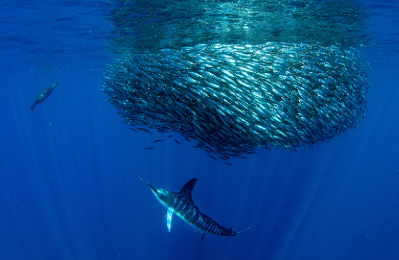 sardine-like 뜻